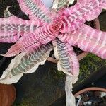 Cryptanthus zonatus Φύλλο