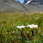 Gentiana sedifolia Цвят