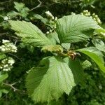 Crataegus douglasii পাতা