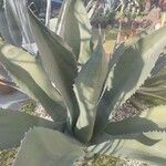 Agave salmiana Liść