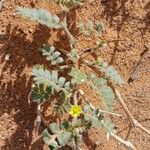 Tribulus pentandrus عادت