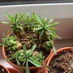Euphorbia nivulia Hoja