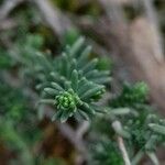 Fumana procumbens Yaprak
