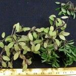 Peperomia candelaber Altres