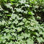 Ipomoea alba Habitatea