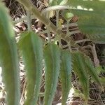 Kalanchoe daigremontiana Leaf