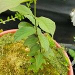 Combretum indicum Folha