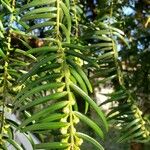 Cephalotaxus fortunei Leaf