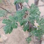 Acacia raddiana Leaf