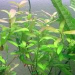 Hygrophila polysperma 葉