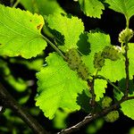 Morus alba Fruto