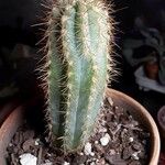 Pilosocereus pachycladus Hostoa