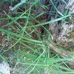 Poa nemoralis Folha