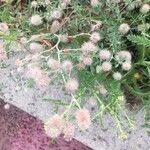 Trifolium arvense പുഷ്പം