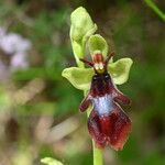 Ophrys insectifera Floro