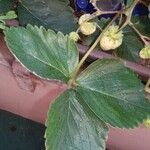 Fragaria x ananassa autre