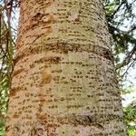 Abies cilicica പുറംതൊലി