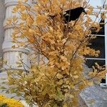 Ginkgo biloba Blatt