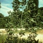 Acacia mangium Bark