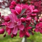 Malus × floribunda Flower