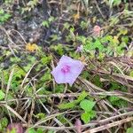 Ipomoea cordatotriloba Flower