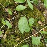 Erythronium americanum List