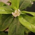 Ehretia microphylla Квітка