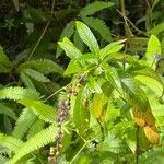 Gonzalagunia hirsuta Fruit