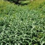 Mentha longifolia عادت