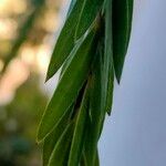 Melaleuca viminalis Leaf