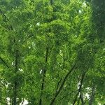 Acer saccharum List