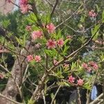 Prunus tenella Цвят