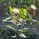 Syzygium jambos Leaf