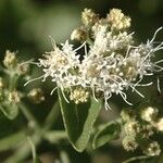 Ageratina herbacea Blomma
