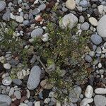 Lepidium densiflorum Flower