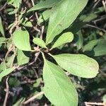 Ehretia amoena Hoja