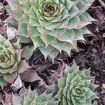 Sempervivum calcareum Habit