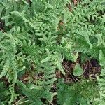 Polypodium × mantoniae