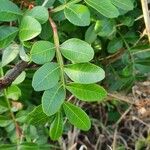 Pistacia aethiopica Leaf