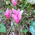 Cyclamen repandumBlomst