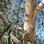 Eucalyptus camaldulensis Bark