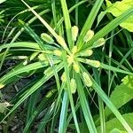 Cyperus alopecuroides Квітка