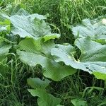 Arctium lappa Fuelha