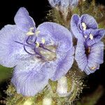 Phacelia distans Kukka