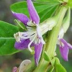 Lycium barbarum Blomma