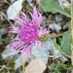 Centaurea hanryi फूल