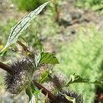 Phlomoides tuberosa 花