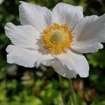 Anemone sylvestris 花