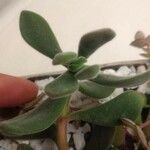 Kalanchoe dinklagei Ліст