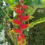 Heliconia rostrata Çiçek